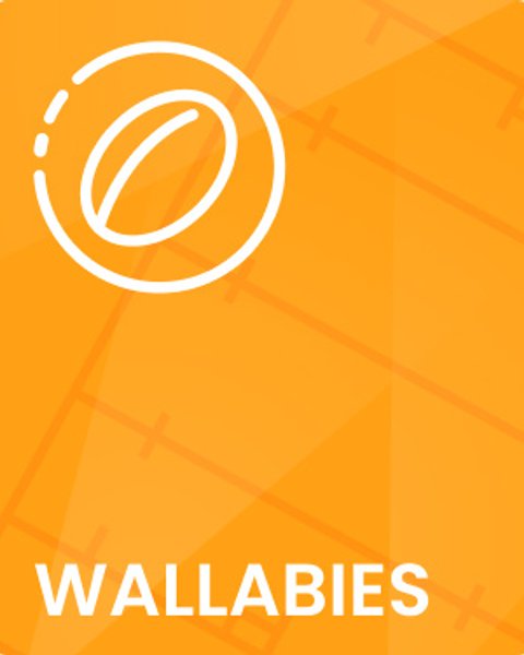 Wallabies - Brisbane